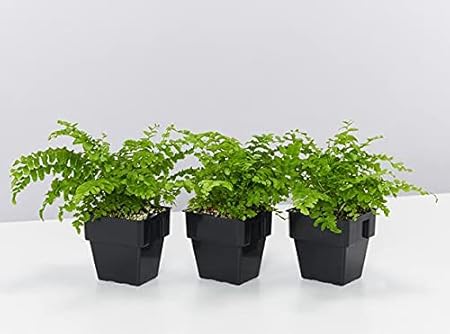 Aiden Gardens Rare Indoor Plant Nephrolepis Exaltata pom pom Fern Bushy Full Pot Plant 1 Live Plant On Pot