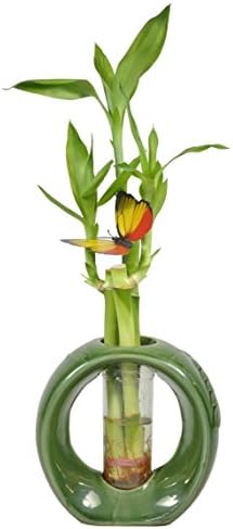 3 Stems of Lucky Bamboo in Retro Circle Vase w/Butterly - Green