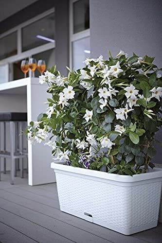 BJYX XL Pflanzkübel Pflanztopf Blumentopf Blumenkübel Pflanzkasten Rattan Rollbar Top (Color : Grau) – Bild 6