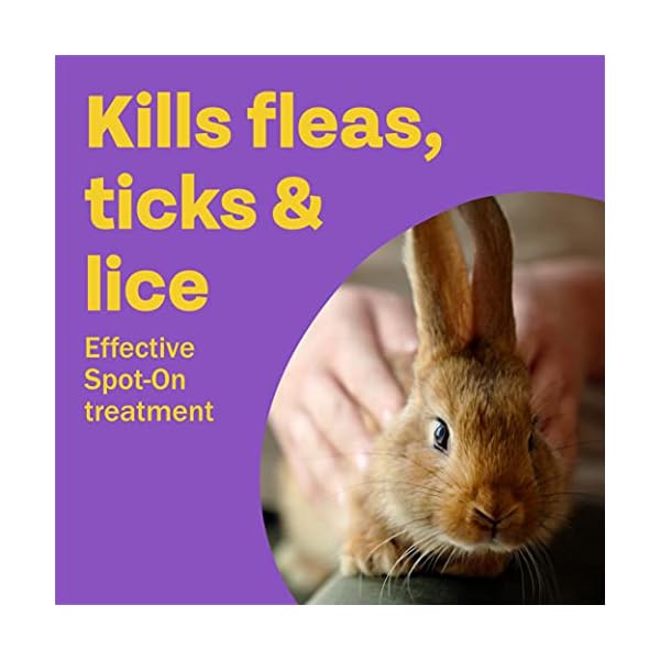 Bob Martin | Spot On Flea Treatment for Small Pets (Rabbits, Hamsters & Guinea Pigs ) |Protection Against Fleas, Ticks…