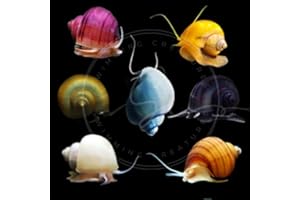 Swimming Creatures™ Assorted Mystery Snails (5 Pack) Freshwater Live Aquarium Snails