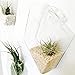 2 Pack Wall Hanging Planters Glass Hanging Plant Containers Decorative Terrariums Indoor Outdoor Glass Diamonds Wall Glass Hanging Planter Glass Flower Pots Plant Containers Glass Terrarium