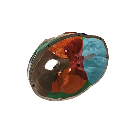 1:1 Human Adult head Anatomical model bionic skull bone color zoning Removable Skull Cap Medical Science Educational Teaching tool