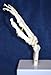 Wellden Cranstein A-324 Hand Skeleton Anatomy Model