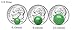Sterling Silver Natural Green Jade Round Stud Earrings (10mm)