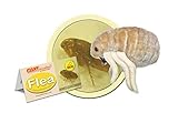 GIANT MICROBES Flea (Ctenocephalides felis) Plush
