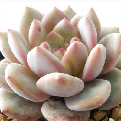 Amazon Swkエケベリア アリエル 多肉植物 エケベリア 7 5cmポット 観葉植物 オンライン通販