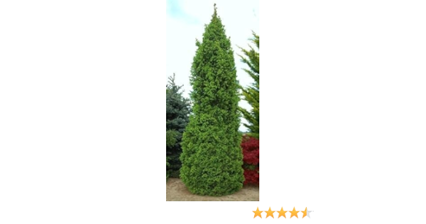Amazon Com Columnar Norway Spruce 2 Year Graft Tree Plants Patio Lawn Garden