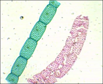 Prepared Slide Spirogyra Classpack Of 15 Sides Amazon Com Industrial Scientific