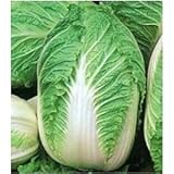Seeds and Things CHINESE CABBAGE MICHIHILI NAPA 499 + SEEDS FRESH PACK