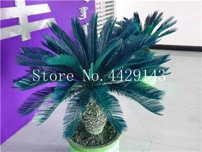 Amazon Co Jp 10個 袋ソテツ盆栽 サゴヤシの木の植物 ソテツの木盆栽 家庭菜園のための出芽率97 珍しい鉢植え 4 Home Kitchen Amazon Co Jp 10個 袋ソテツ盆栽 サゴヤシの木の植物 ソテツの木盆栽 家庭菜園のための出芽率97 珍しい鉢植え 4 Home Kitchen
