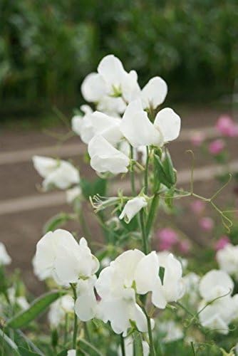 Fiore Pisello Odoroso Royal Family Bianco 60 Semi Amazon It Giardino E Giardinaggio