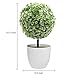MyGift Tabletop Artificial Topiary Indoor Decor, Fake Plants Faux Green Boxwood Ball Tree with White Planter Pots, Set of 2