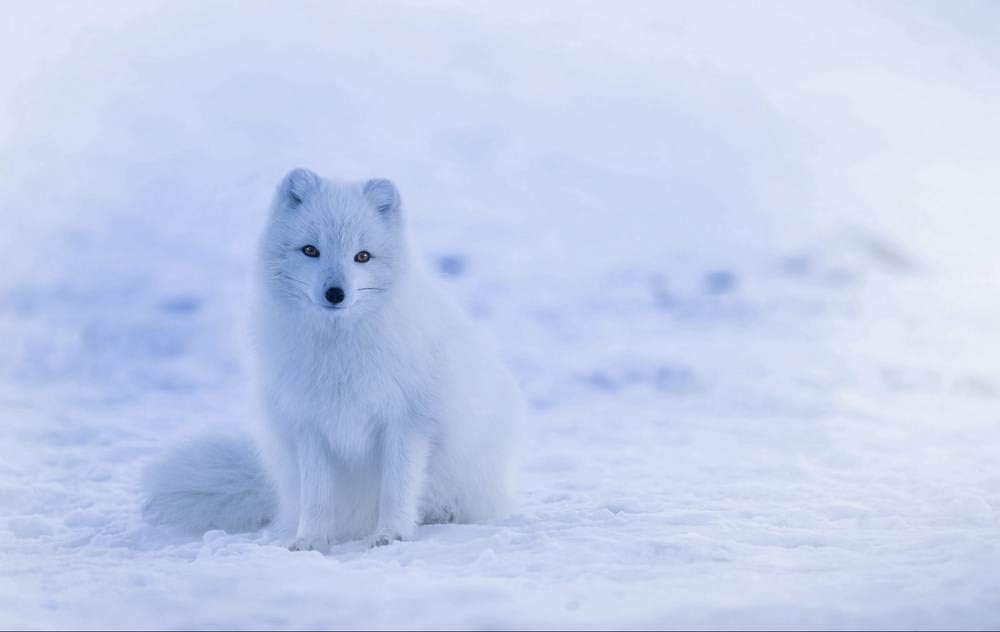 ElloStorka Arctic Fox Polar Fox Snow Animals/Animal Poster Print (Size:16x24 inch)