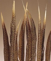 Femitu Golden Pheasant Feathers Natural 20 To 22inch