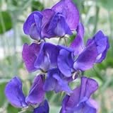 Annual Lord Nelson Sweet Pea Certified 25 Seeds #006 Item UPC#636134972816