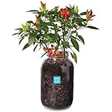Back to the Roots Self-Watering Chili Pepper Planter