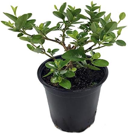 Japanese Neem Bonsai Tree - Qou Niong Tze - Premna - 4" Pot