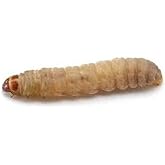 Dubia.com 100 Live Waxworms Worms, HighProtein Wax Worms, Ideal for Pets, Reptiles, Amphibians, Birds and Fishing