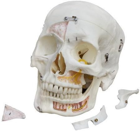 Ruediger Anatomy A226 Artificial Demonstration Skull Model (14 Pieces)