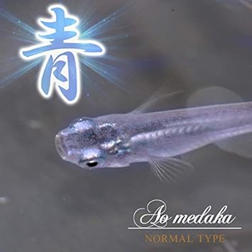 Amazon 日淡 青メダカ 約1 5 2cm ５０匹 ネオス 観賞魚 水中生物 通販