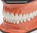 Large Brushing and Flossing Dental Model with Toothbrush