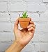 My Urban Crafts Small Terra Cotta Pots - Mini Clay Flower Pots - Great For Succulent & Cactus Nursery Planter, DIY Craft Projects, Wedding and Party Favors - 1 x 1.5 Inches (Set of 12)