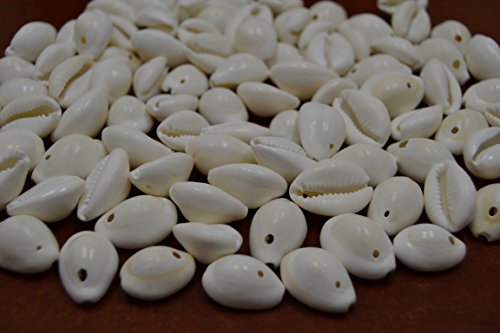210+ Pcs Drilled Hole Golden Cowrie Cowry Sea Shell Beads 1 Pound