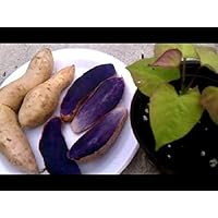 Purple Sweet Potato AKA Okinawa, Hawaii Purple Potato, White Skin Plrple Flesh(1 LB)Excellent yields and flavor. Stores well.