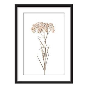 Framed Wall Art - Dried Plant Specimen White Flower - Giclee Printed Art in Black Picture Frames White Matting - 23x31 inches