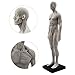 HUBERY MODEL 11 Inch Male Human Anatomy Model of Art Anatomy Figure(White)