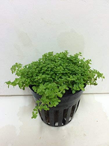 Amazing Live Aquatic For Fresh Water Plant Hemianthus callitrichoides 'Cuba' Potted P191Buy 2 Get 1 FREE