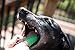 Waggletooth Dog Toothbrush, Green