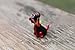 Little Glass Dog Small Mini Glass Animal Figurines Glass Animals Murano Gift Blown Sculpture Dog Miniature Art Collectible Artglass Lampwork