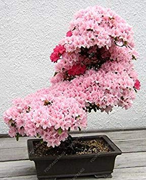 Fash Lady Bianco 10 Staœcke Seltene Sakura Samen Bonsai Blume