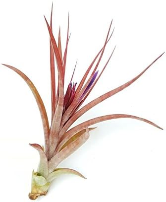 The Drunken Gnome AIR PLANTS–BRACHYCALOUS HYBRID S– 1 PACK air purifying flowering tillandsia for terrarium, fairy garden starter kit, home office, in/outdoor, corporate gift (1 PACK, Small - 3-4")