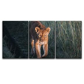3 Panel A Lion Walking in The Wild...