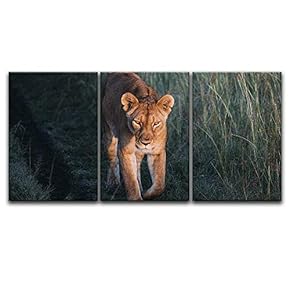 3 Panel Canvas Wall Art - A Lion Walking in The Wild - Giclee Print Gallery Wrap Modern Home Art Ready to Hang - 16"x24" x 3 Panels