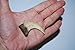Fossils, Meteorites, & More Velociraptor Dinosaur Claw Replica - (NOT Real Fossil) 2 inch #10244 2o