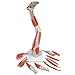 3B Scientific M20 9 Part, 3/4 Life Size Muscle Leg Model, 10.2
