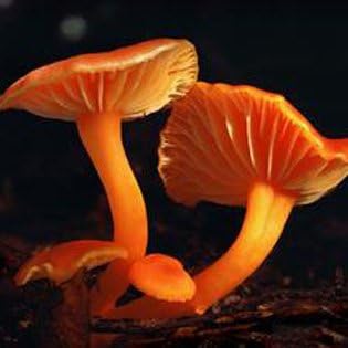 Amazon 100pcs Bagカラフルなキノコの種子面白いスクルント植物食用健康野菜キノコの種子グリーン 野菜
