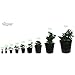 Viagrow 3 Gal. Plastic Nursery Pots (11.36 Liters) 10-Pack