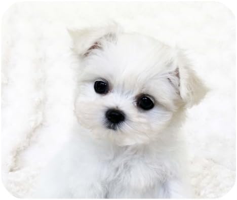 Amazon Co Jp ホワイトティーカップマルチーズpuppies Artカスタマイズされた耐久性ホームとオフィスマウスパッド パソコン 周辺機器