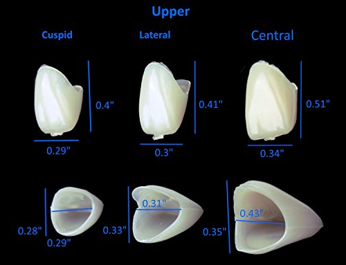 4 Mixed+Dental+Temporary+Anterior+Posterior