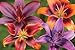 Bright Asiatic Lily Certified 5 Seeds (Lilium) Upc 643451295375
