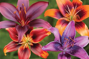 Bright Asiatic Lily Certified 5 Seeds (Lilium) Upc 643451295375