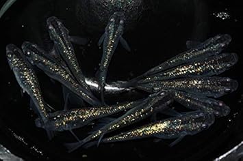 Amazon めだか 黒ラメ幹之 3ペア 秋めだか 観賞魚 水中生物 通販 Amazon めだか 黒ラメ幹之 3ペア 秋めだか 観賞魚 水中生物 通販