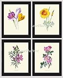 Flower Print Set of 4 Antique Botanical Beautiful Wildflowers Crocus California Poppy Eschscholzia Musk Mallow Sweet Briar Rose Pink Yellow Spring Summer Garden Plant Home Decor Wall Art Unframed HUL