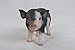 Hi-Line Gift Ltd Dark Brown Standing Baby Pig, 5