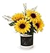 Darice Moon-104 Battery Operated Light Set, 4.5-feet with 12 Bright White Lights